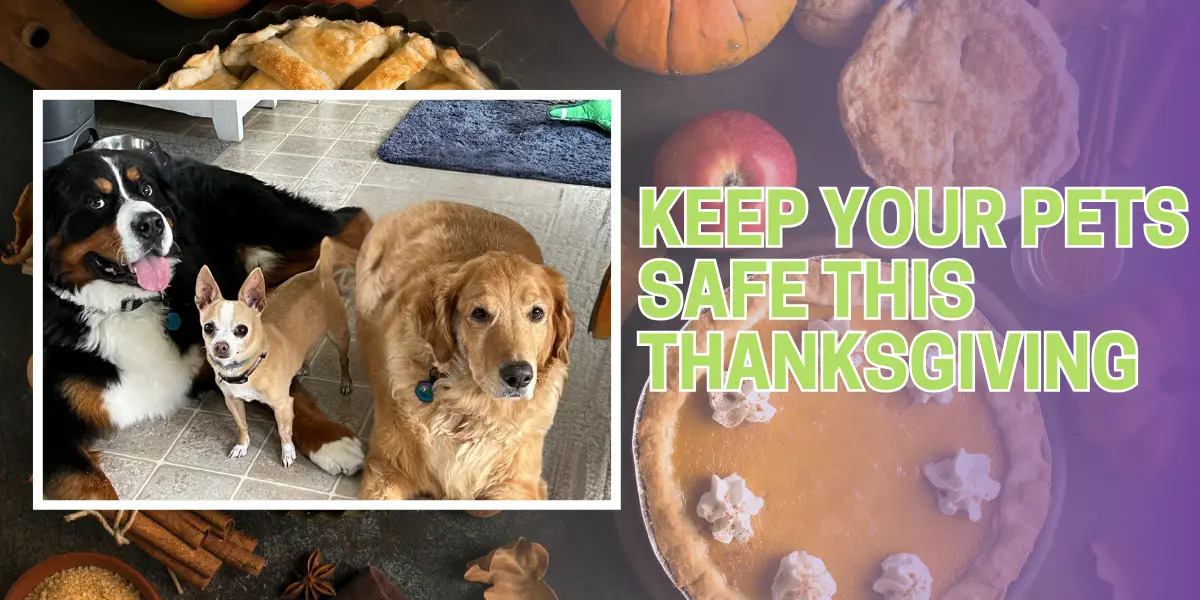 Keep Your Pets Safe This Thanksgiving